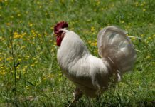 पश्चिमनवलपरासीको सुनवलमा बर्डफ्लु पुष्टि, विज्ञकेन्द्रद्वारा सर्तकता अपनाउन आग्रह