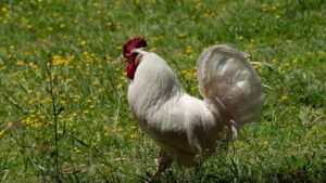 white-chicken-standing-in-a-field