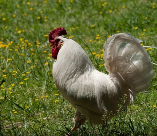 पश्चिमनवलपरासीको सुनवलमा बर्डफ्लु पुष्टि, विज्ञकेन्द्रद्वारा सर्तकता अपनाउन आग्रह