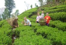 २ महिनाको रस्साकस्सीपछि नेपाली चिया भारत पुनःनिर्यात सुचारु