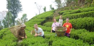 २ महिनाको रस्साकस्सीपछि नेपाली चिया भारत पुनःनिर्यात सुचारु