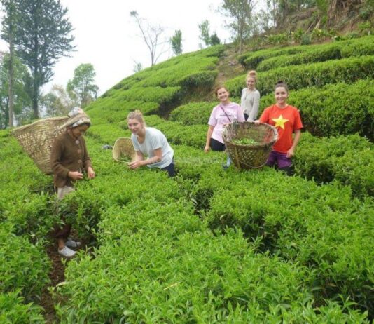 २ महिनाको रस्साकस्सीपछि नेपाली चिया भारत पुनःनिर्यात सुचारु