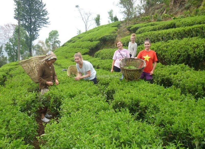 २ महिनाको रस्साकस्सीपछि नेपाली चिया भारत पुनःनिर्यात सुचारु