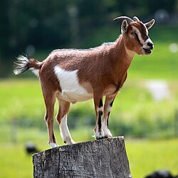 बर्डफ्लुको वहानामा खसीको मासु महंगीयो