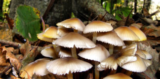 दाङमा जङ्गगली च्याउ खाँदा एक महिलाको मृत्यु, ६ जना बिरामी